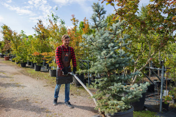 Best Weed Control  in Hokendauqua, PA